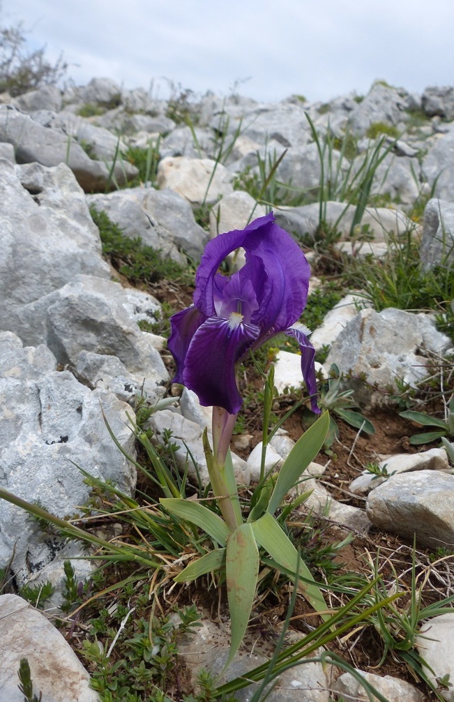 Iris sabina / Giaggiolo sabino
